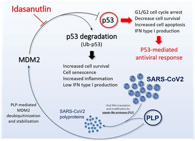 Rationale for Considering Oral Idasanutlin as a Therapeutic Option for COVID-19 Patients